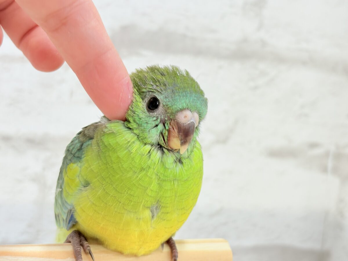 【最新画像更新🪄】美しの声を響かせて〜🐣♬*°ビセイインコ(オパーリン) ヒナ ビセイインコ(美声インコ)