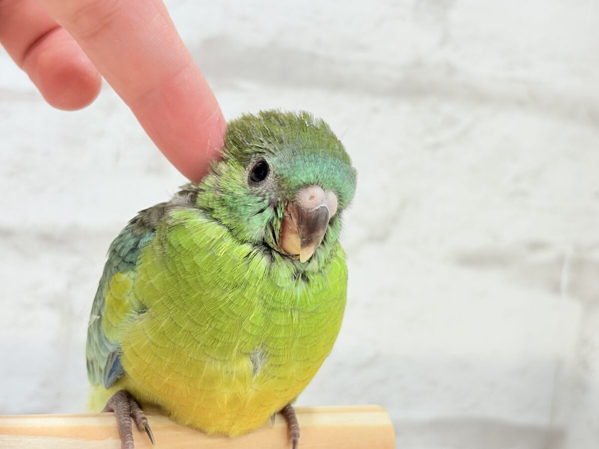 【最新画像更新🪄】美しの声を響かせて〜🐣♬*°ビセイインコ(オパーリン) ヒナ ビセイインコ(美声インコ)