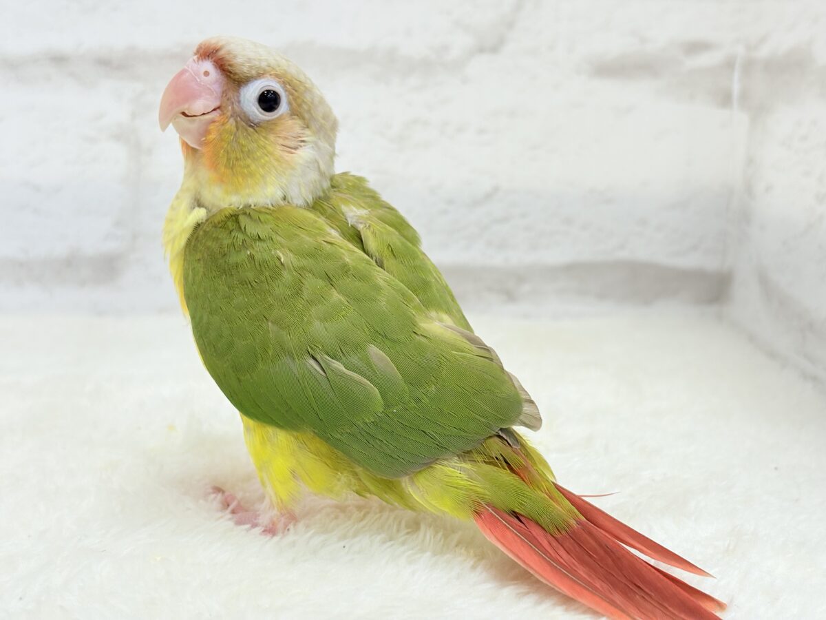 【最新画像・動画更新🪄】常夏⛱もこもこパインちゃん🐣🍍💖ウロコインコ(パイナップル) ヒナ ホオミドリウロコインコ