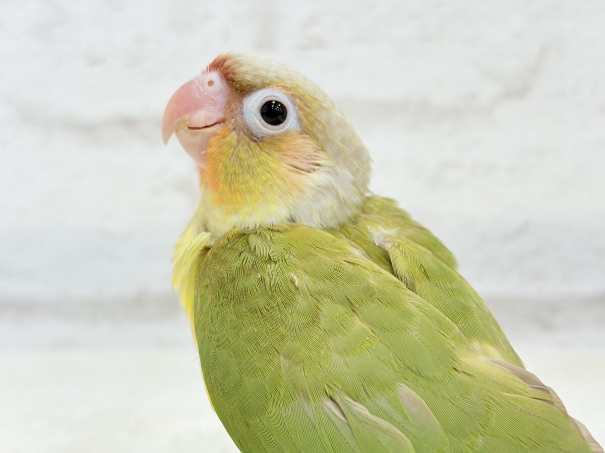 【最新画像・動画更新🪄】常夏⛱もこもこパインちゃん🐣🍍💖ウロコインコ(パイナップル) ヒナ ホオミドリウロコインコ