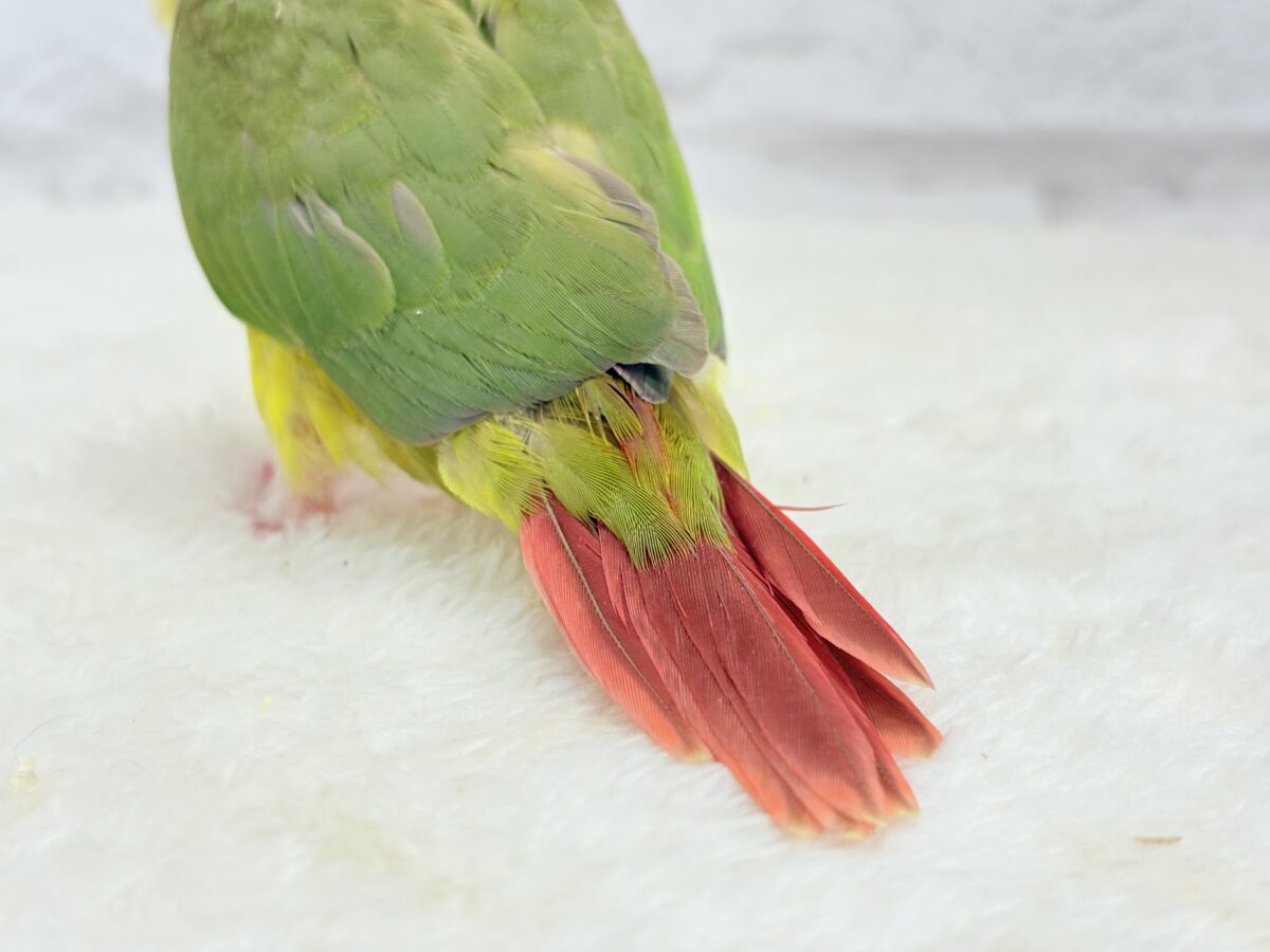 【最新画像・動画更新🪄】常夏⛱もこもこパインちゃん🐣🍍💖ウロコインコ(パイナップル) ヒナ ホオミドリウロコインコ
