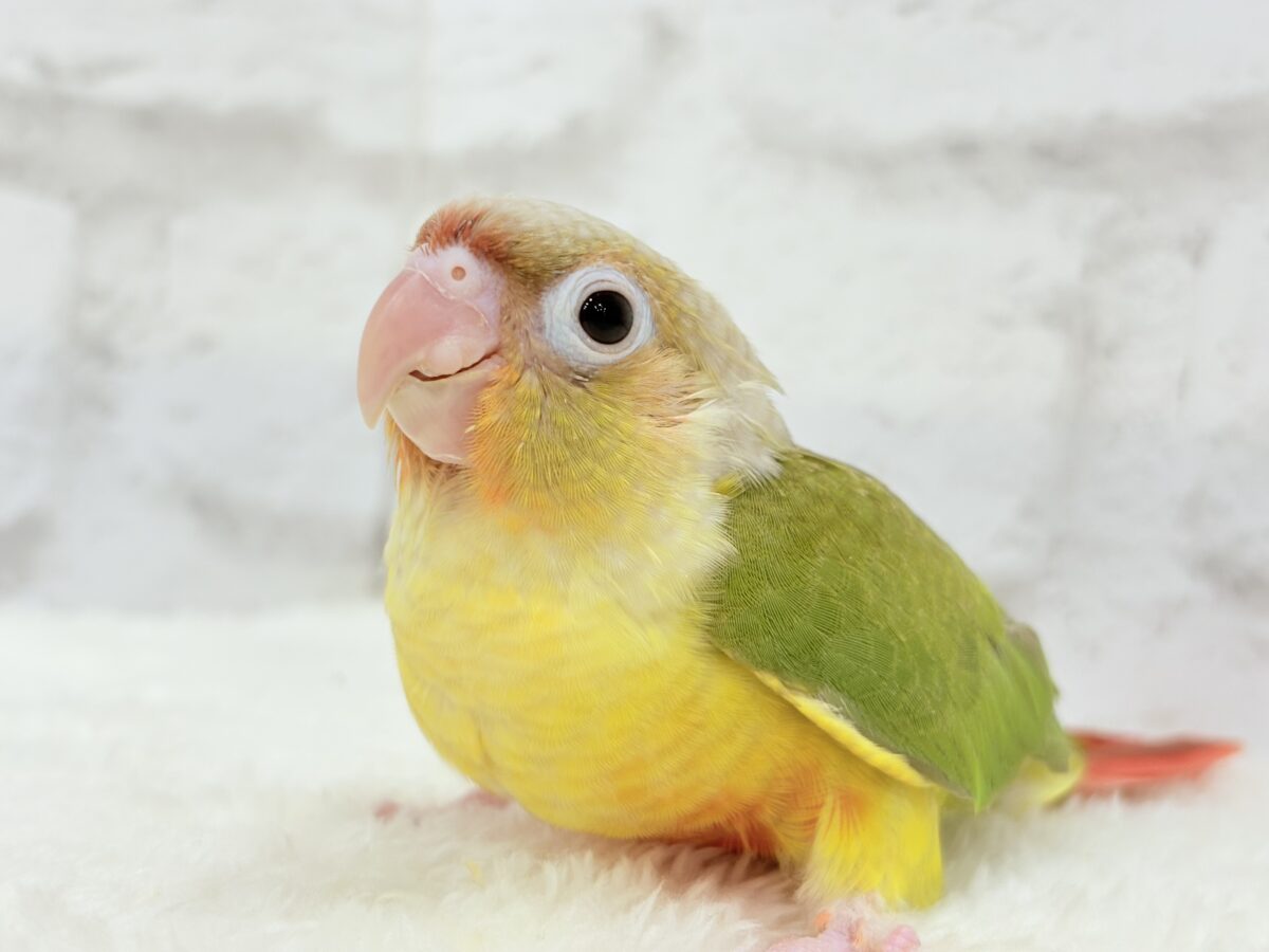 【最新画像・動画更新🪄】常夏⛱もこもこパインちゃん🐣🍍💖ウロコインコ(パイナップル) ヒナ ホオミドリウロコインコ