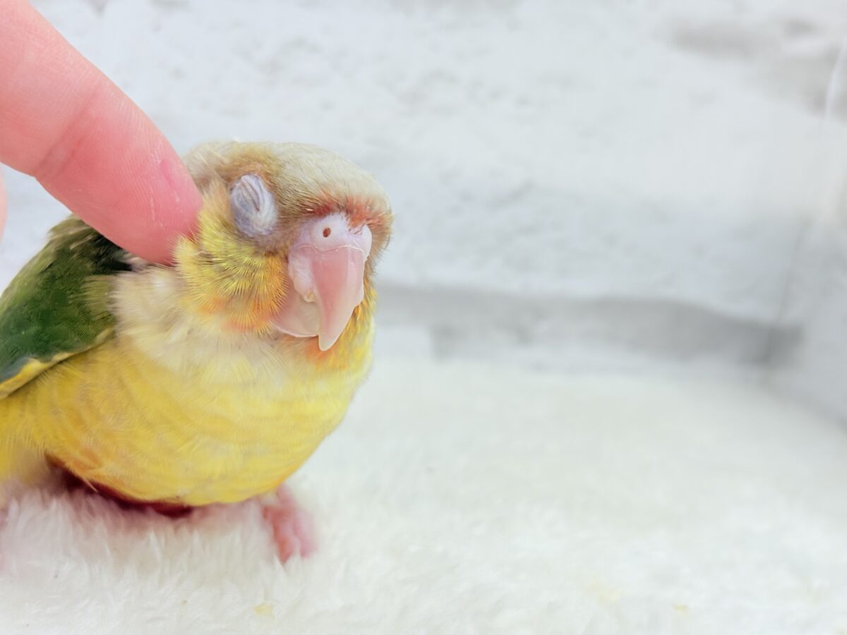 【最新画像・動画更新🪄】常夏⛱もこもこパインちゃん🐣🍍💖ウロコインコ(パイナップル) ヒナ ホオミドリウロコインコ