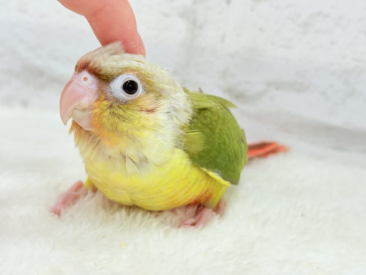 【最新画像・動画更新🪄】常夏⛱もこもこパインちゃん🐣🍍💖ウロコインコ(パイナップル) ヒナ ホオミドリウロコインコ