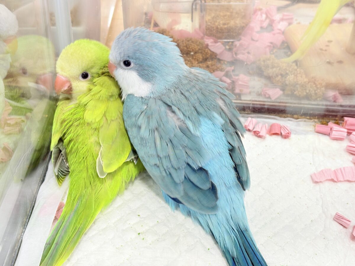 オキナインコ