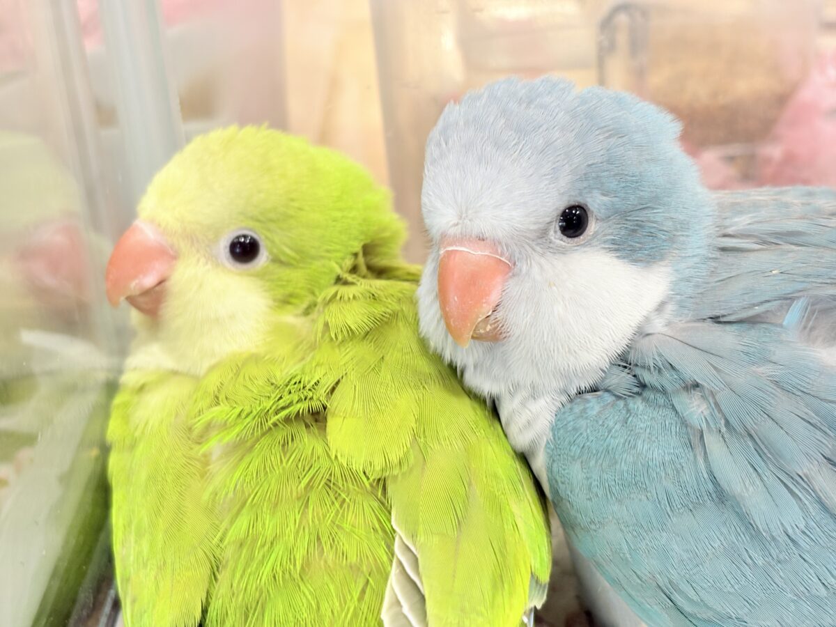 【最新画像更新🪄】抹茶ラテでひと息いかが?🍵𓈒𓏸︎︎︎︎ 𓈒𓂂𓏸オキナインコ(パリド) ヒナ オキナインコ
