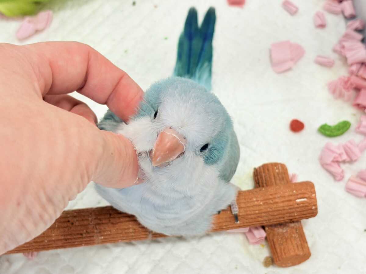 オキナインコ