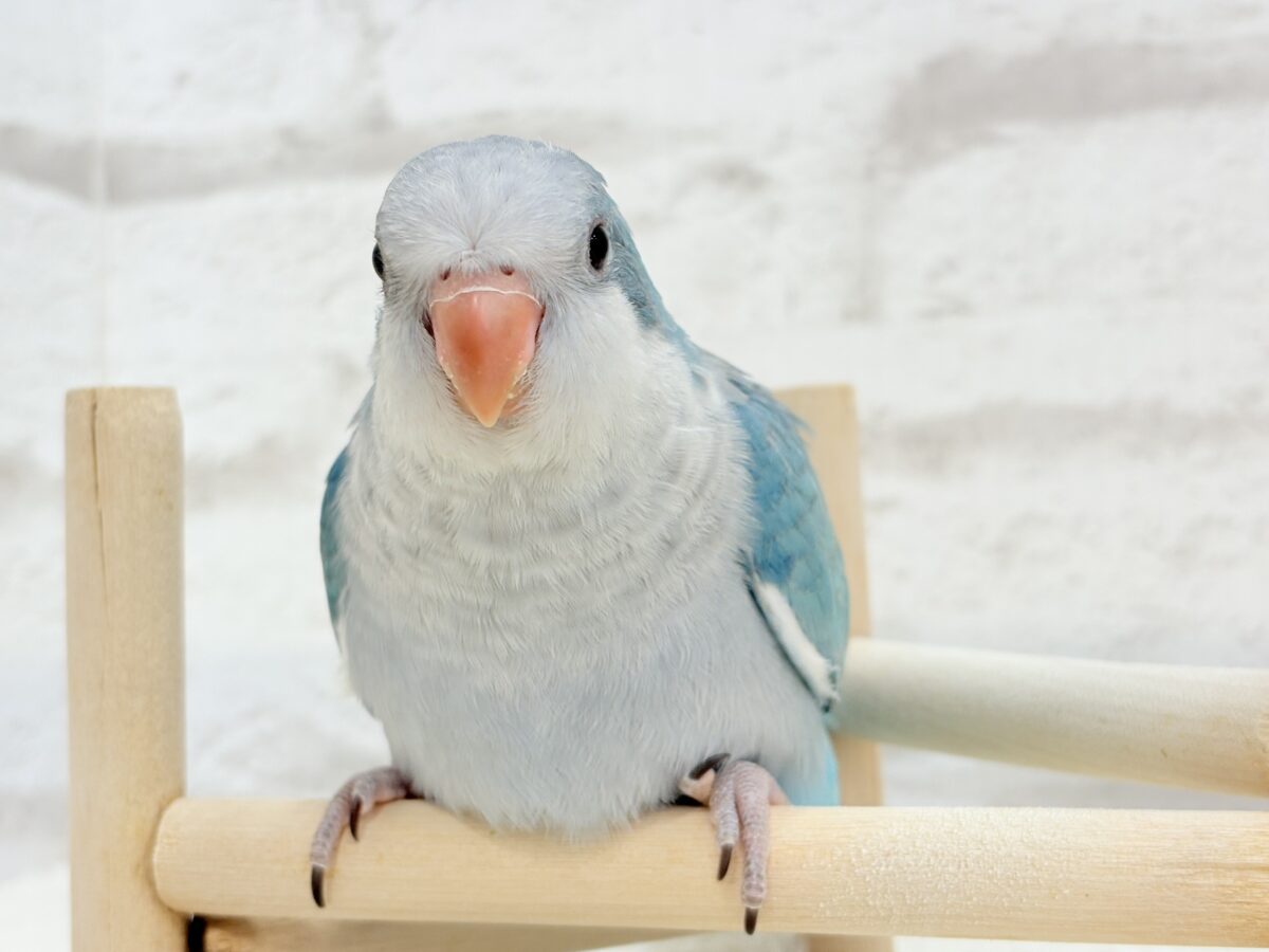 オキナインコ