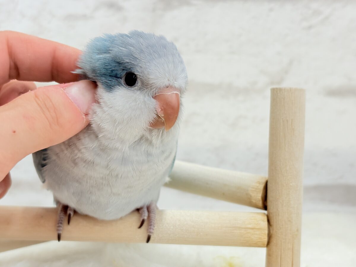 オキナインコ