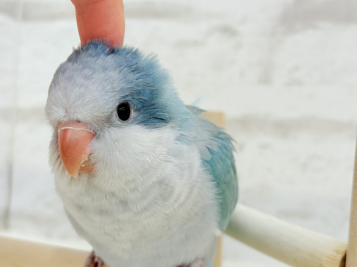オキナインコ