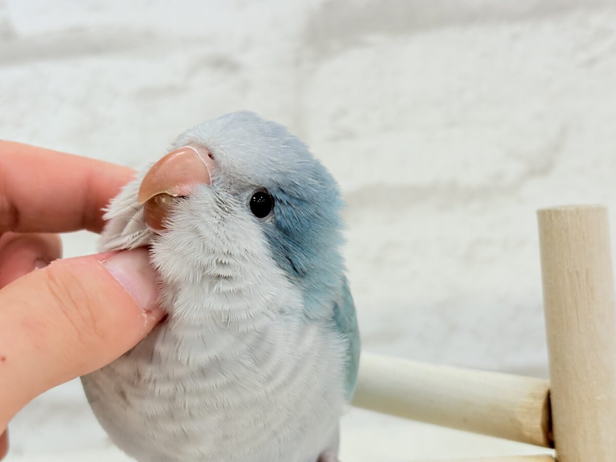 【最新画像更新🪄もうすぐひとり餌☆】十羽十色🪶🩵濃いめちゃんの魅力光る✨オキナインコ(ブルーオパーリン) ヒナ オキナインコ