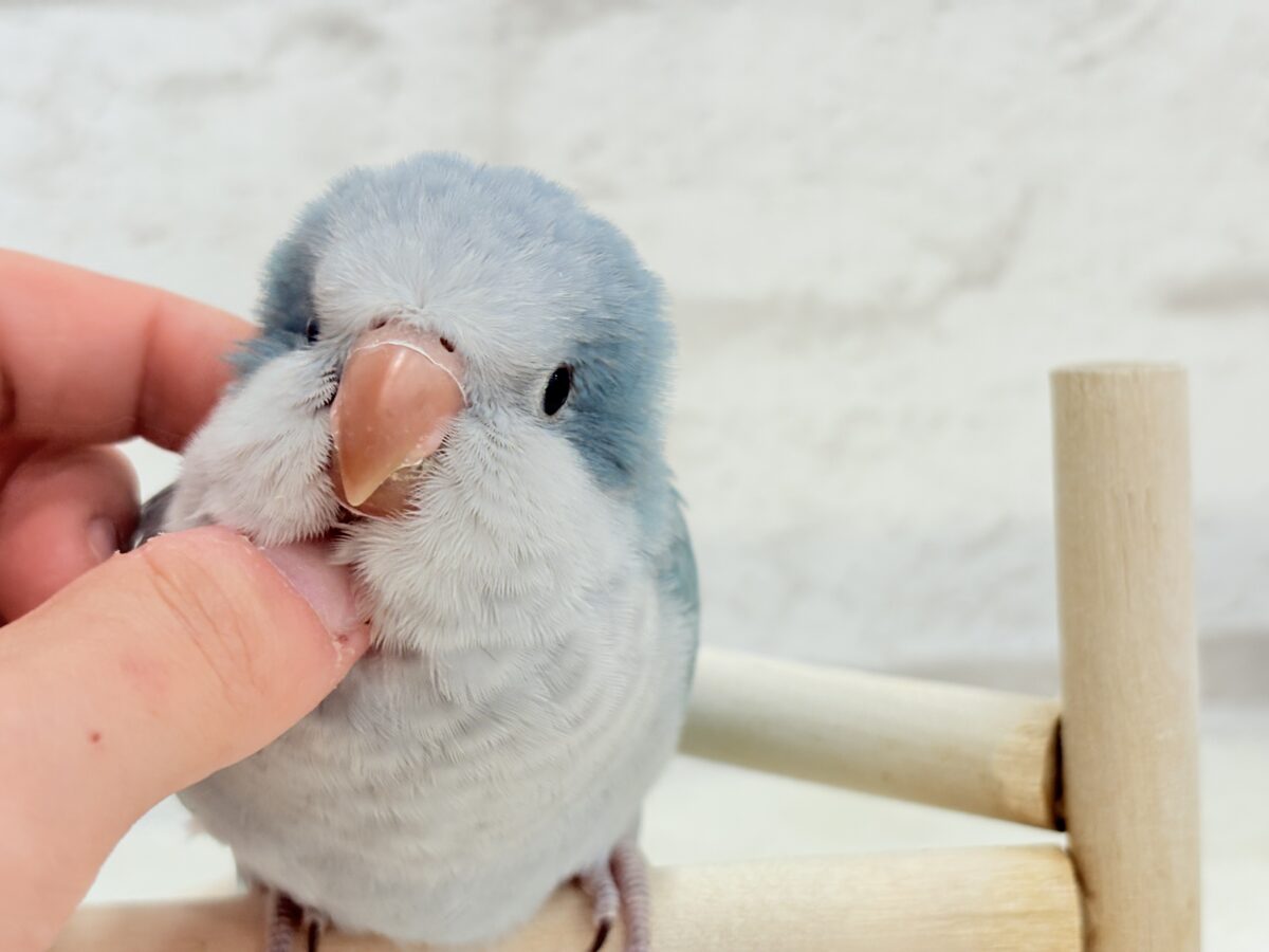 オキナインコ