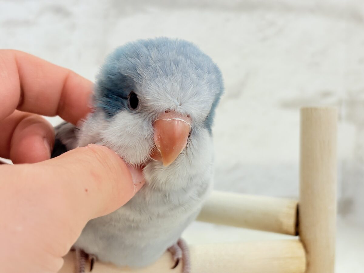 オキナインコ