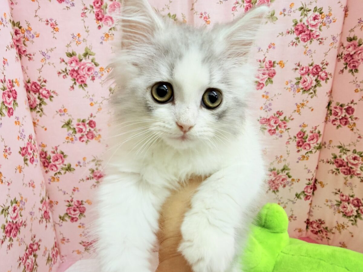 最新画像📸ラガマフィン(シルバータビー&ホワイト)女の子♪ケージデビューしています❣️ ラガマフィン