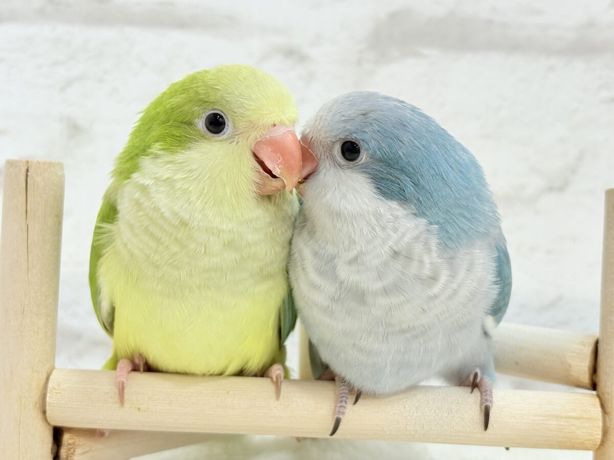 オキナインコ