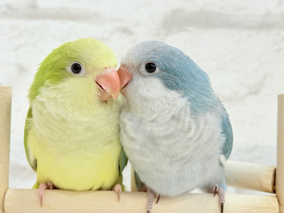 オキナインコ