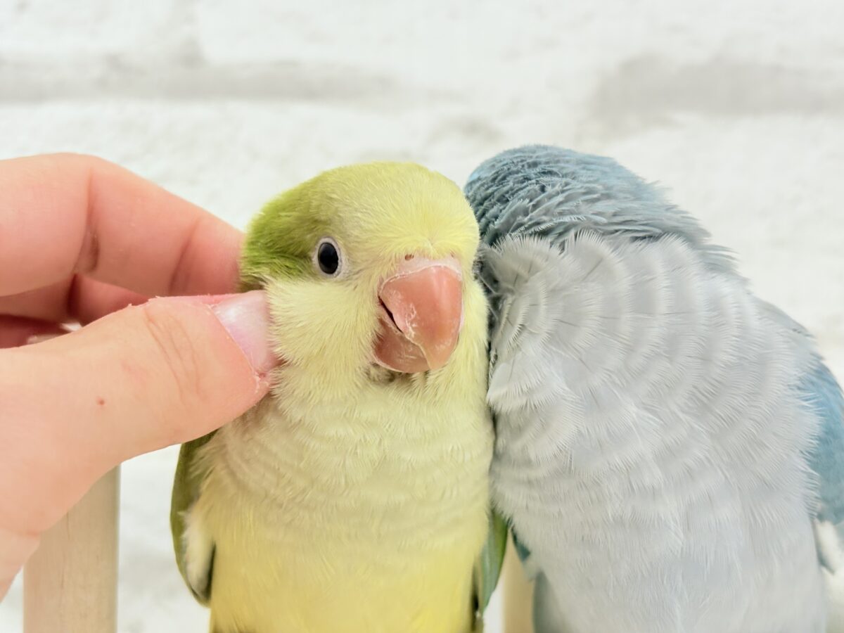 オキナインコ