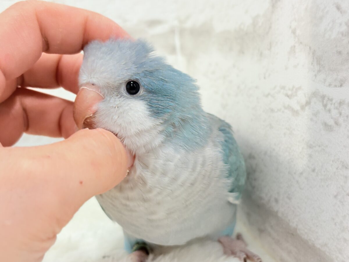 オキナインコ