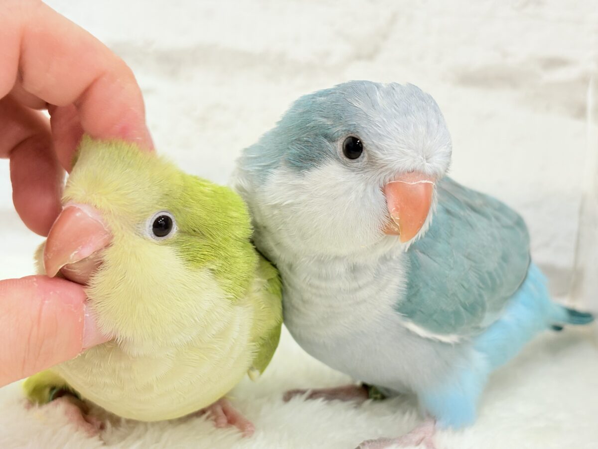 オキナインコ
