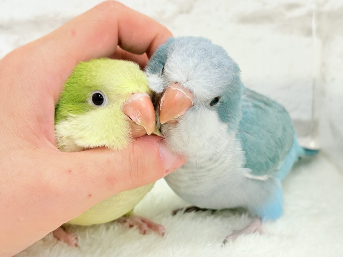 オキナインコ