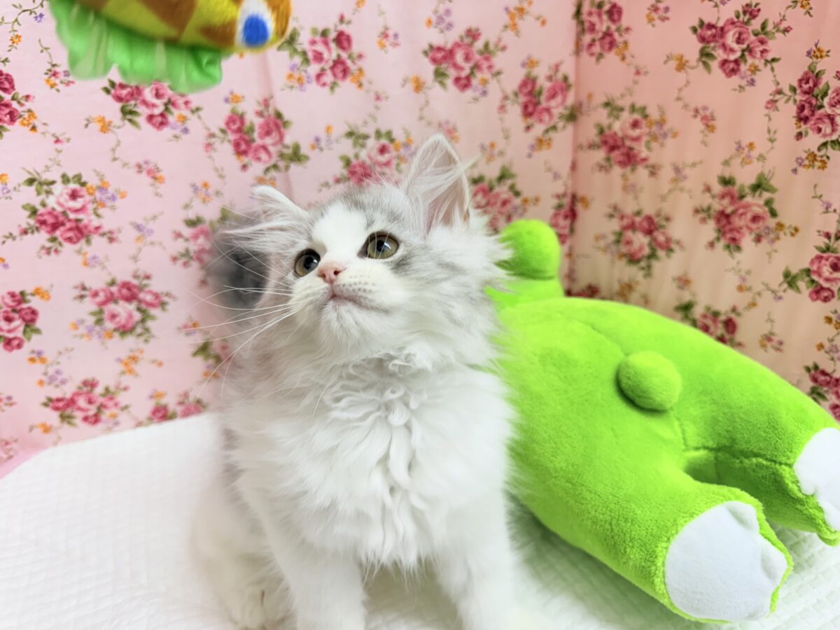 最新画像📸ラガマフィン(シルバータビー&ホワイト)女の子♪ケージデビューしています❣️ ラガマフィン