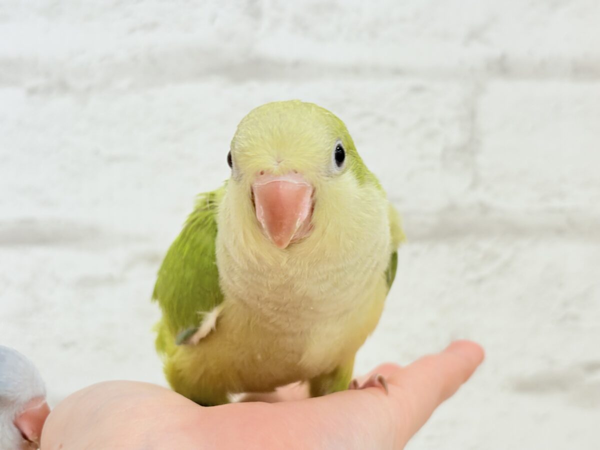 オキナインコ