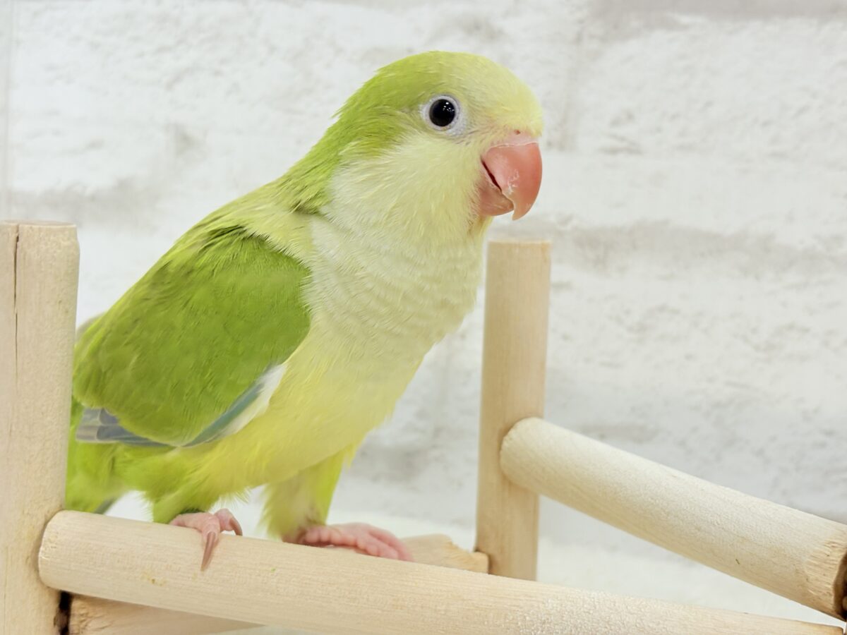 オキナインコ