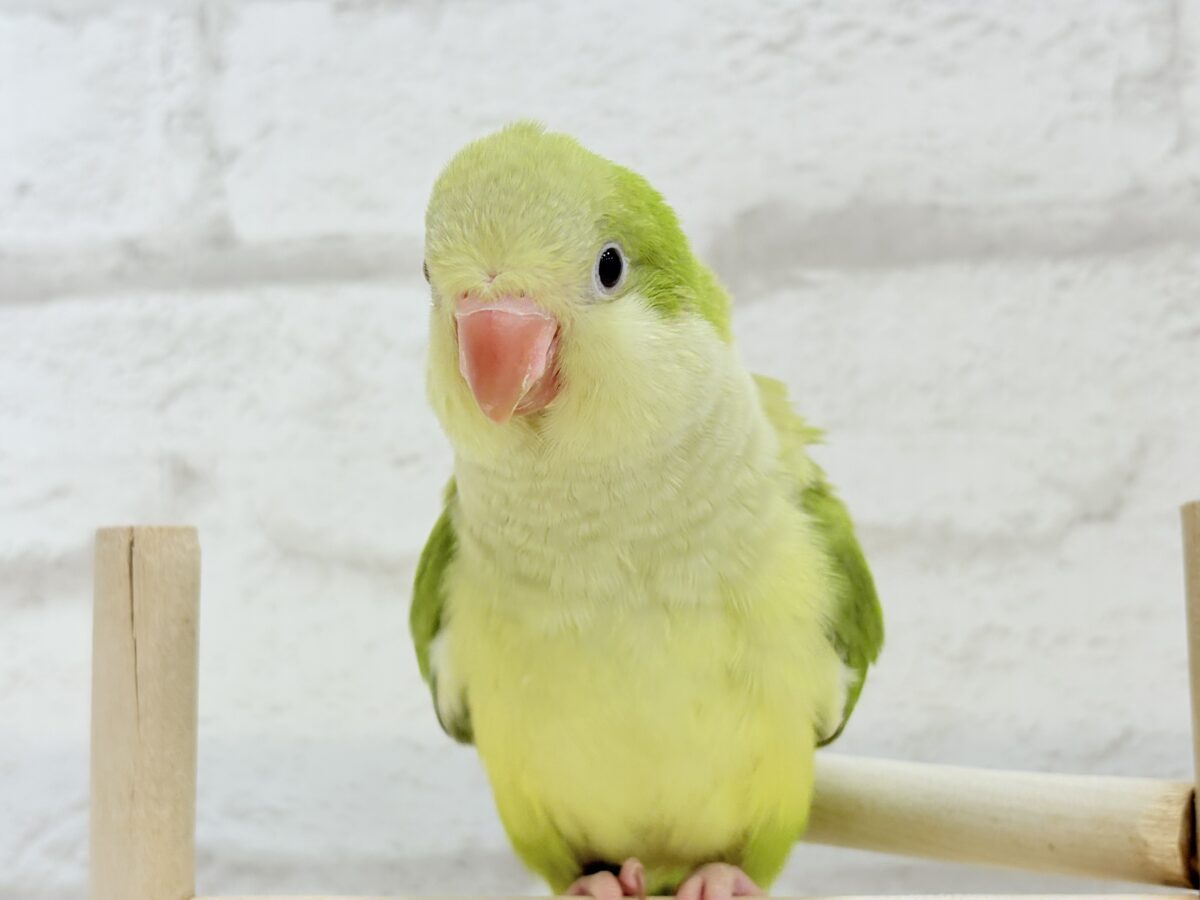 オキナインコ