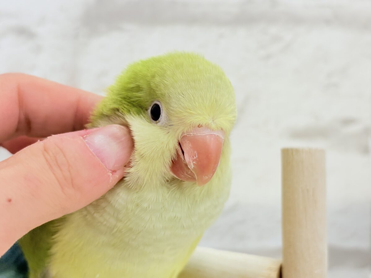 オキナインコ
