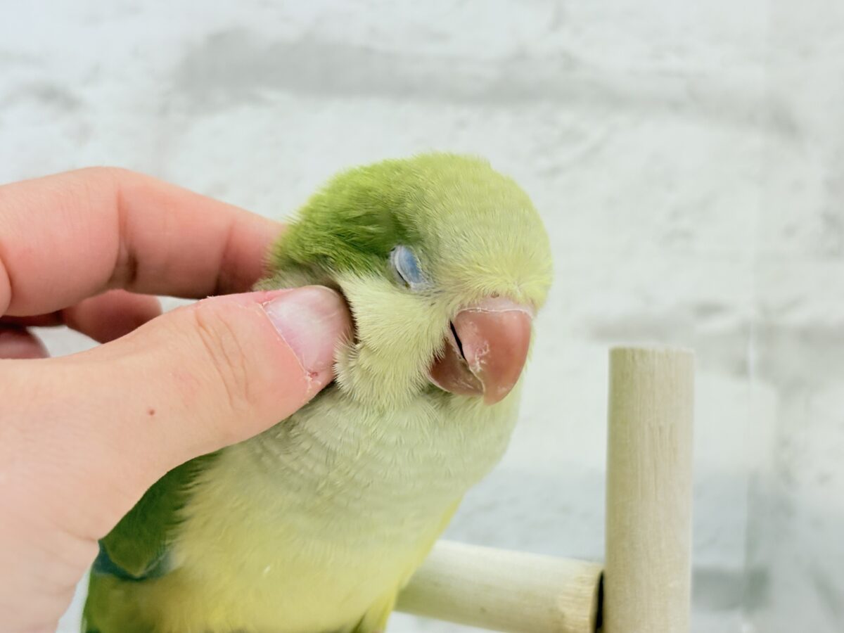 【最新画像更新🪄】抹茶ラテでひと息いかが?🍵𓈒𓏸︎︎︎︎ 𓈒𓂂𓏸オキナインコ(パリド) ヒナ オキナインコ