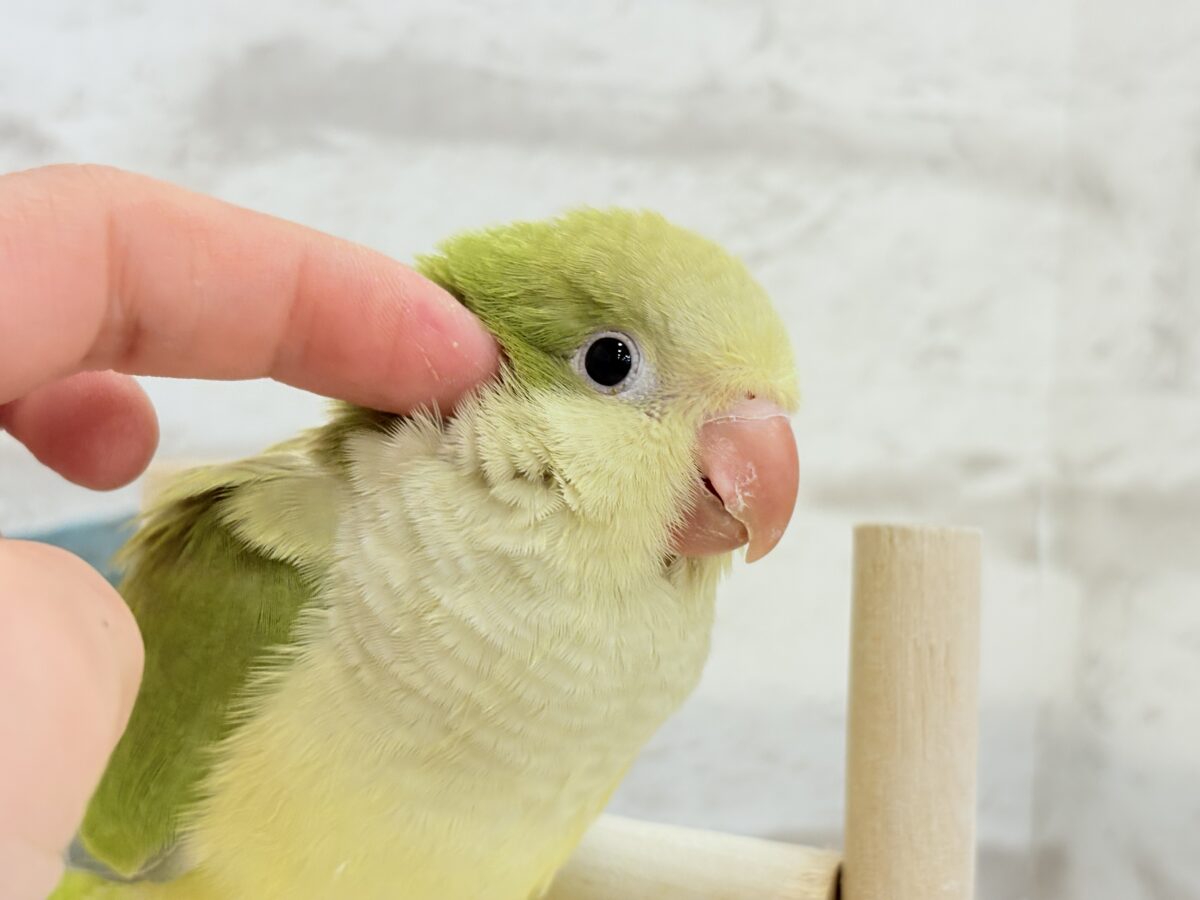 オキナインコ