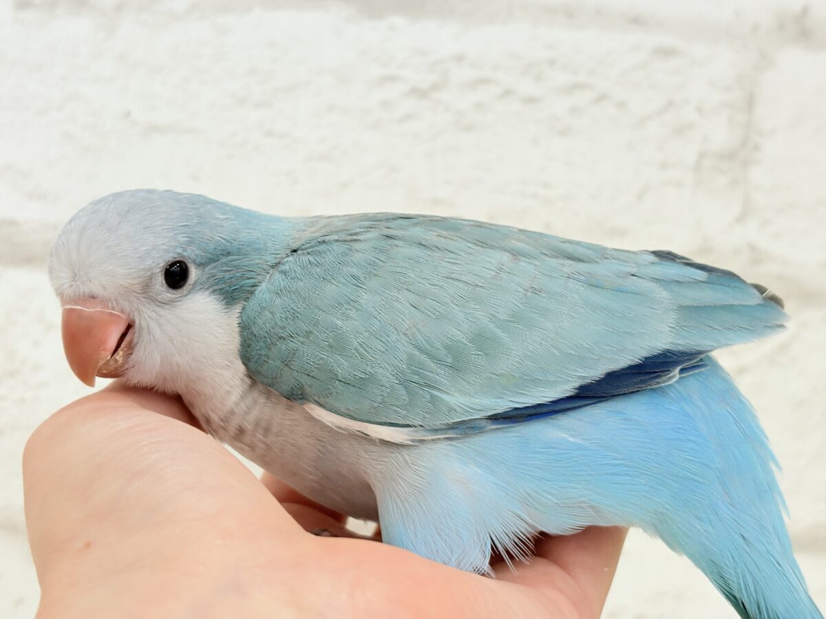 オキナインコ