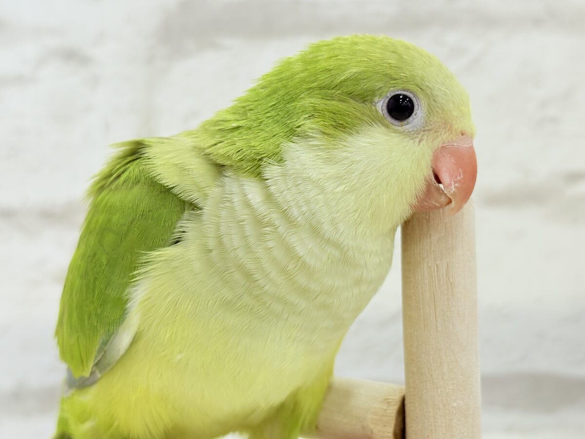 オキナインコ