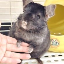 🖤漆黒のツヤツヤ毛並み🖤圧倒的かっこよさのブラックエボニーくん🐭✨