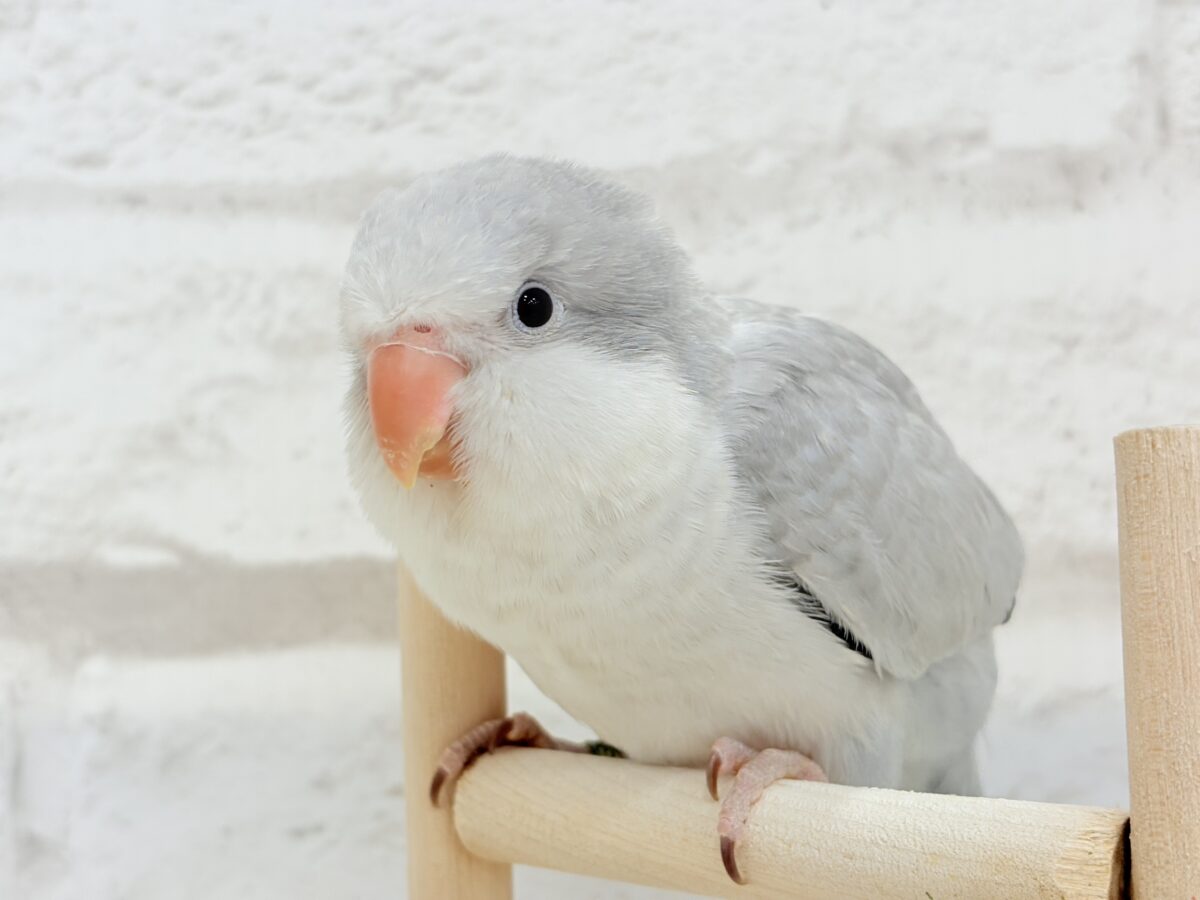 【最新画像更新🪄もうすぐひとり餌☆】誰より鳴くよ♬*°ウケケケケッ🐣🎶⸒⸒オキナインコ(コバルトオパーリン) ヒナ オキナインコ