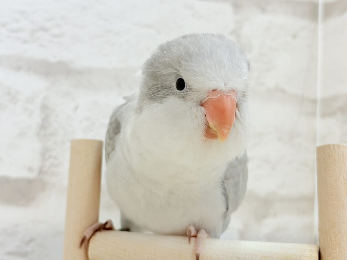 オキナインコ