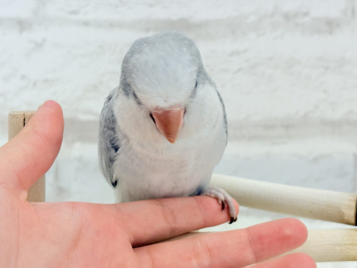 オキナインコ