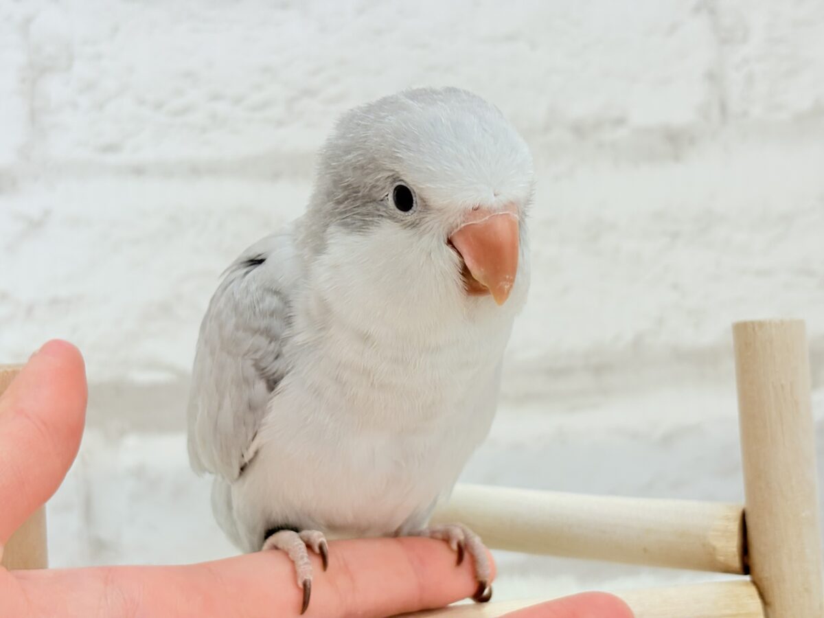 【最新画像更新🪄もうすぐひとり餌☆】誰より鳴くよ♬*°ウケケケケッ🐣🎶⸒⸒オキナインコ(コバルトオパーリン) ヒナ オキナインコ