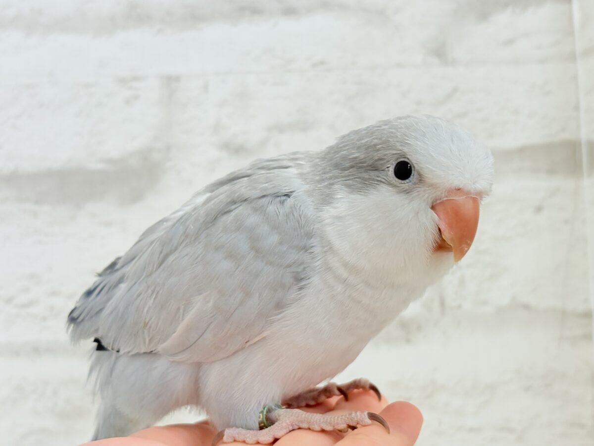 【最新画像更新🪄もうすぐひとり餌☆】誰より鳴くよ♬*°ウケケケケッ🐣🎶⸒⸒オキナインコ(コバルトオパーリン) ヒナ オキナインコ