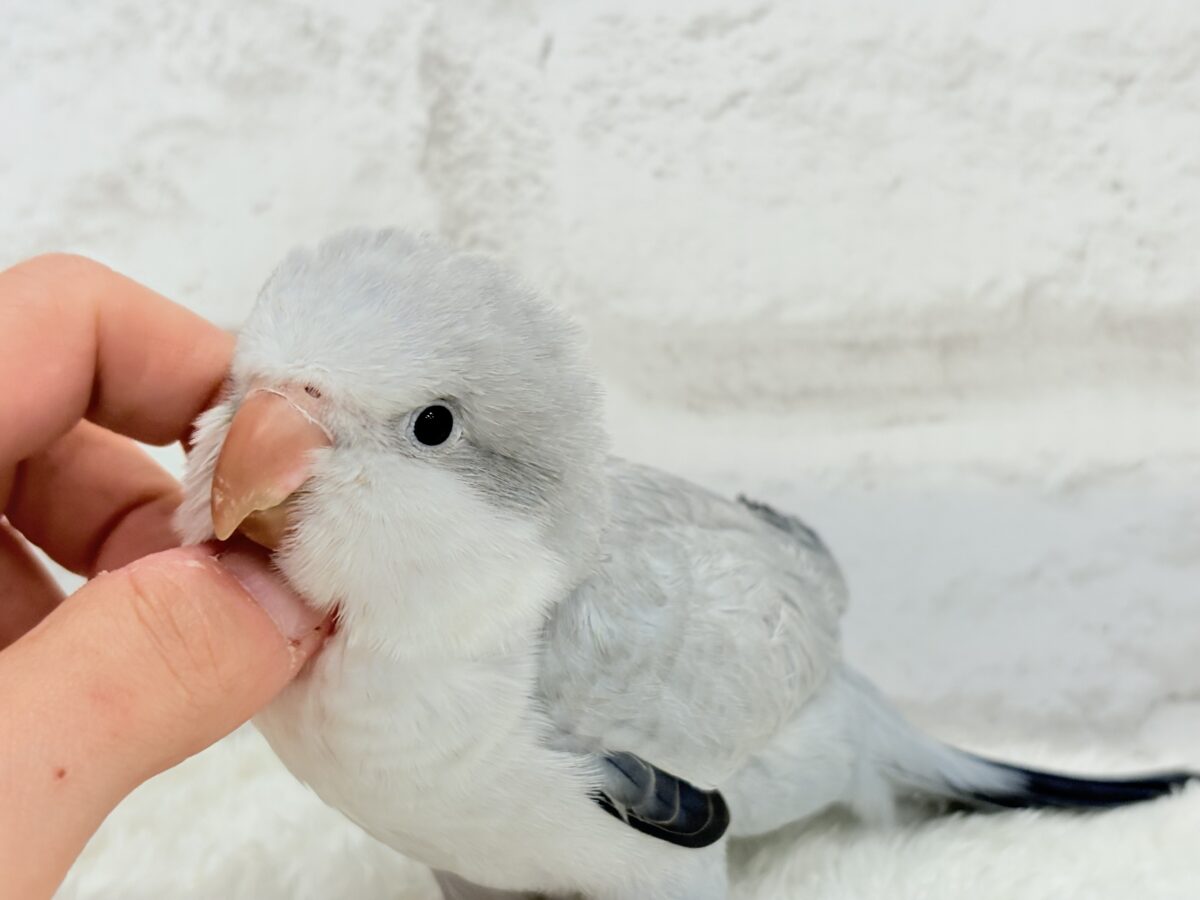 【最新画像更新🪄もうすぐひとり餌☆】誰より鳴くよ♬*°ウケケケケッ🐣🎶⸒⸒オキナインコ(コバルトオパーリン) ヒナ オキナインコ