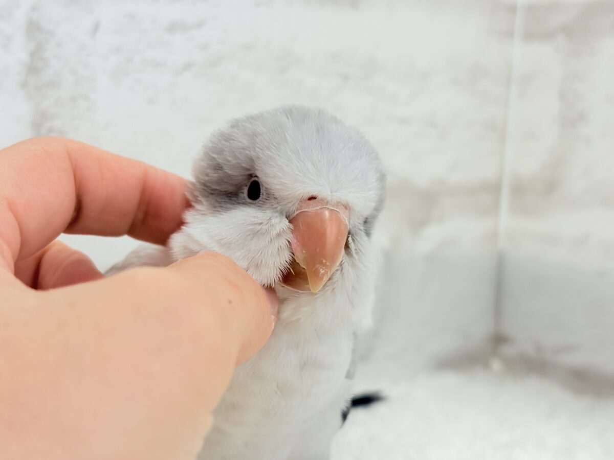 オキナインコ