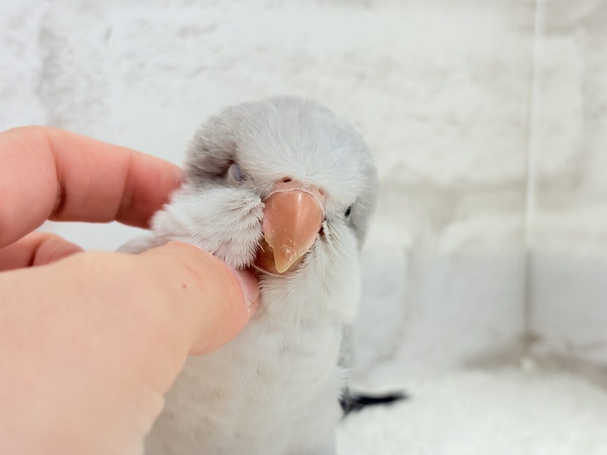 【最新画像更新🪄もうすぐひとり餌☆】誰より鳴くよ♬*°ウケケケケッ🐣🎶⸒⸒オキナインコ(コバルトオパーリン) ヒナ オキナインコ