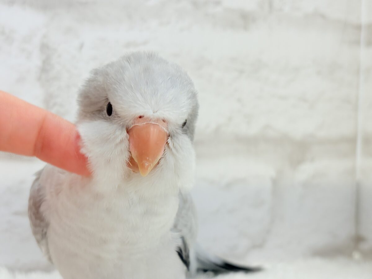 オキナインコ