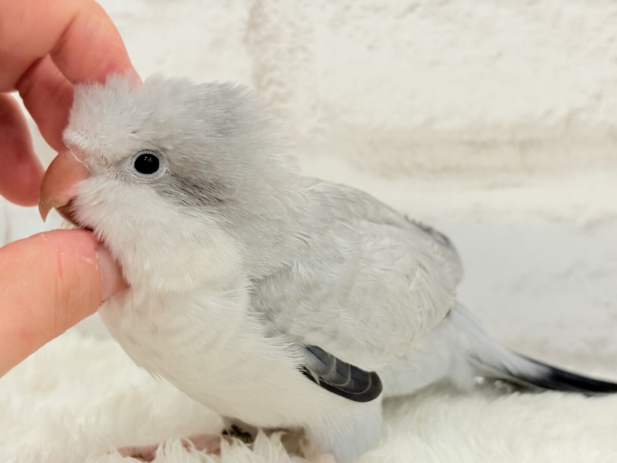 【最新画像更新🪄もうすぐひとり餌☆】誰より鳴くよ♬*°ウケケケケッ🐣🎶⸒⸒オキナインコ(コバルトオパーリン) ヒナ オキナインコ