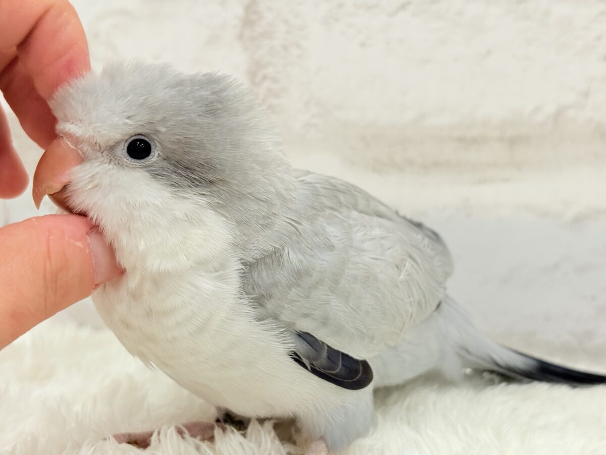 オキナインコ