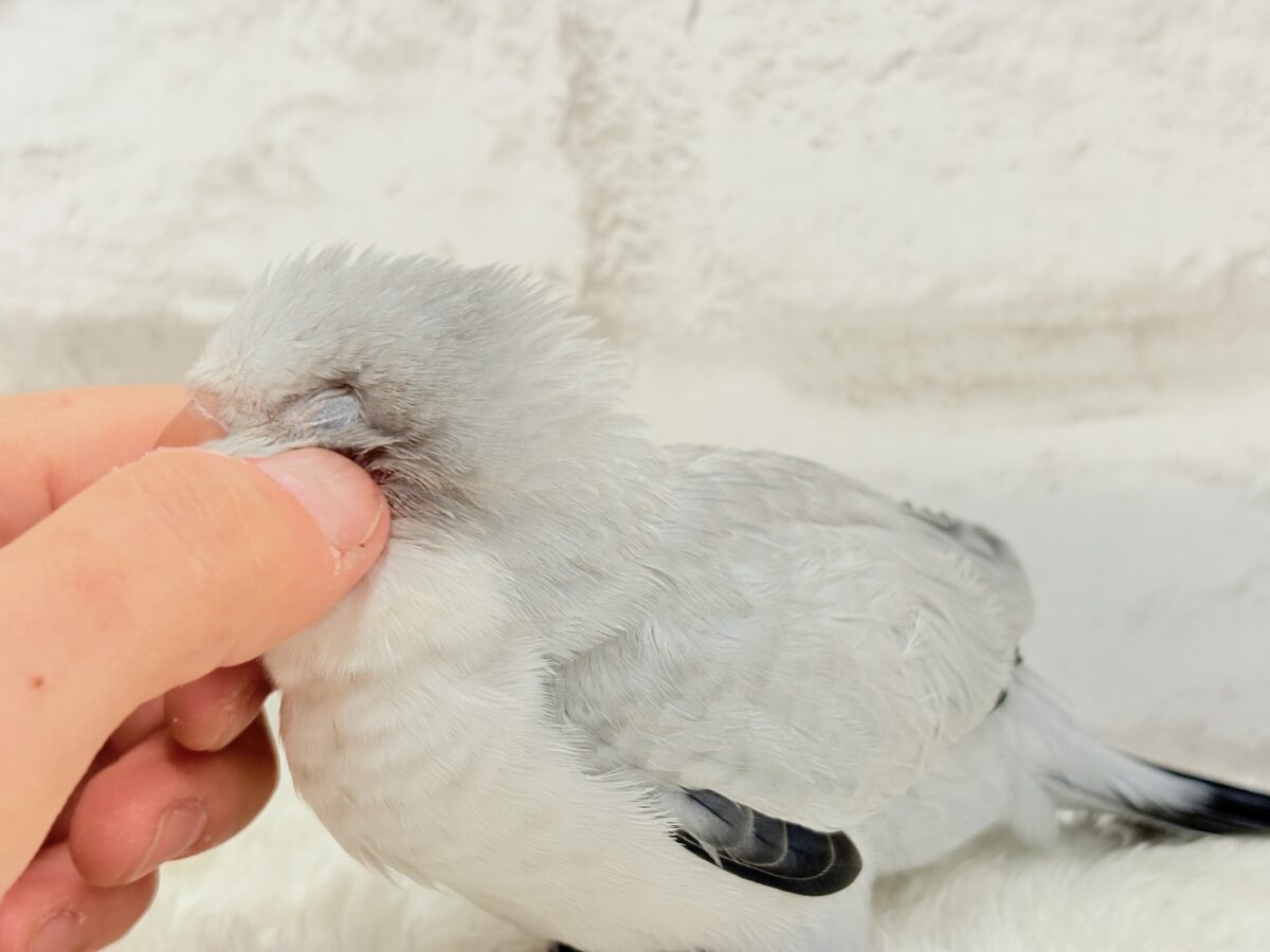 オキナインコ