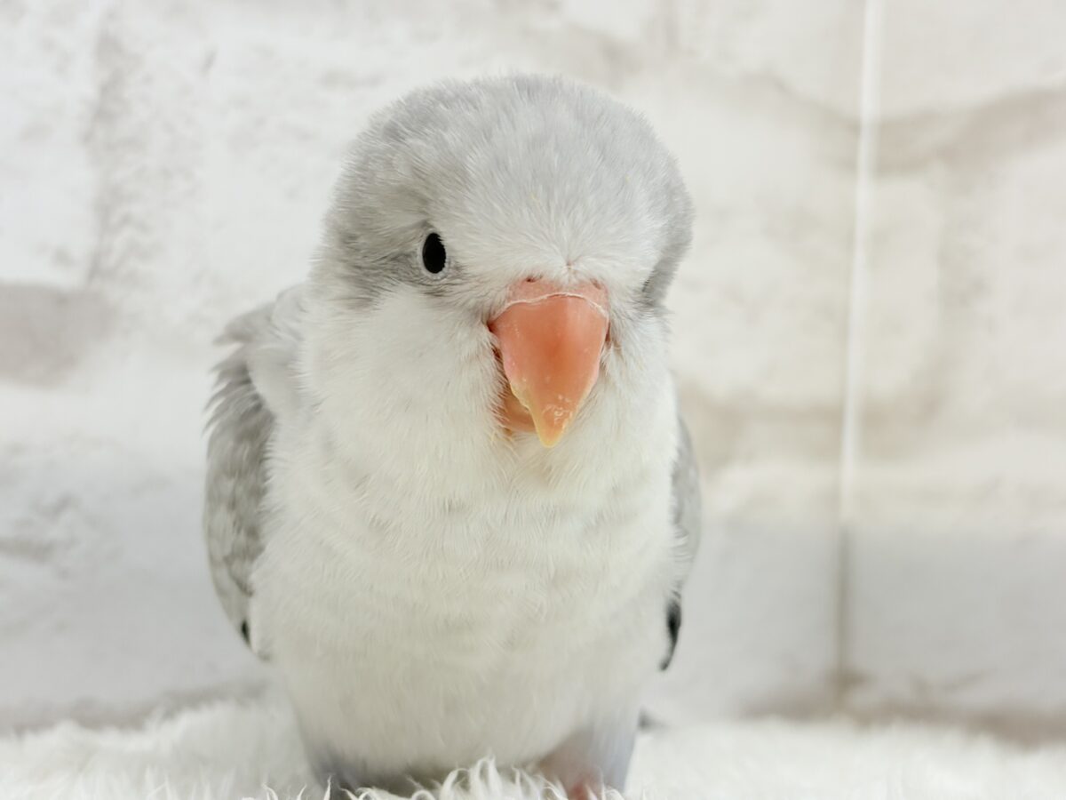 オキナインコ