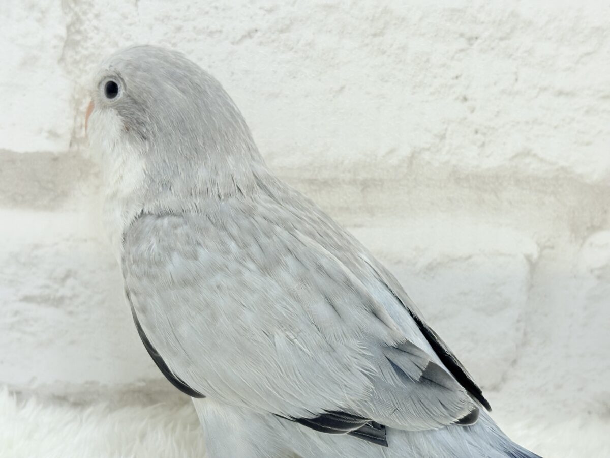 オキナインコ