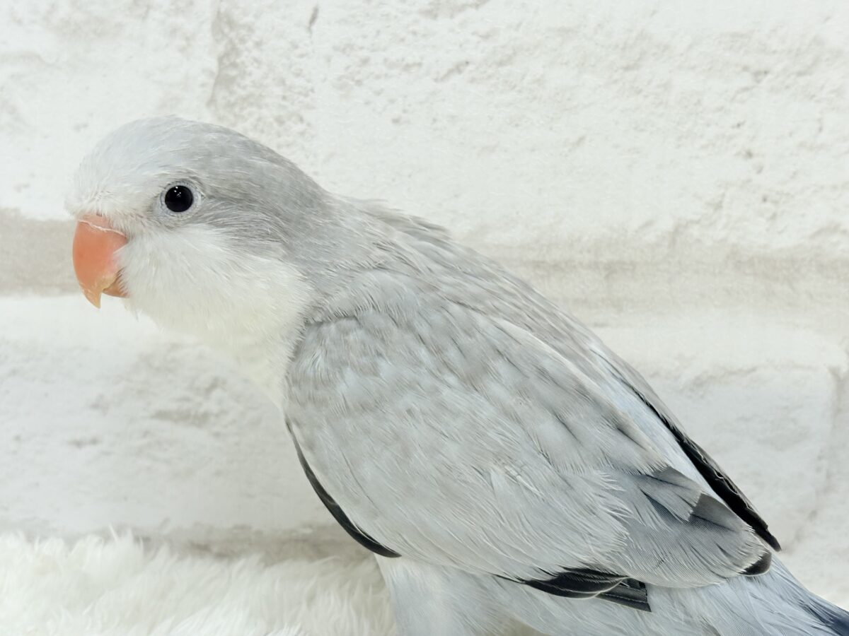 オキナインコ