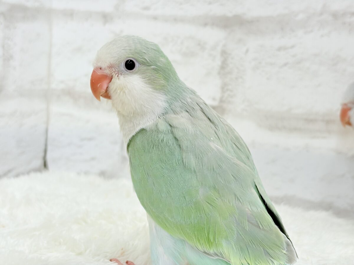 【最新画像更新🪄もうすぐひとり餌☆】来ったぞ♪来たぞ♬*°青リンゴ🐣🍏🫧オキナインコ(アクアブルーパリド) ヒナ オキナインコ